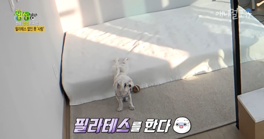 필라테스 하는 강아지 | 인스티즈