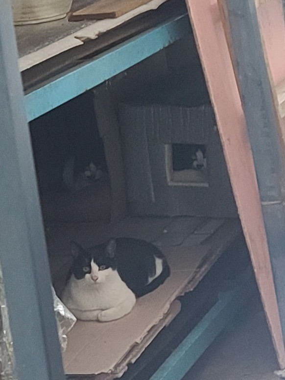 길고양이 극혐하던 아빠 근황 | 인스티즈