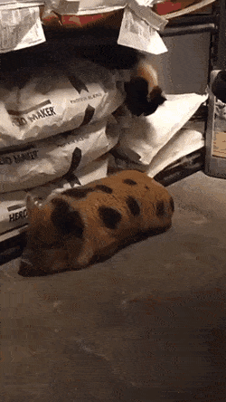 돼지가 신기한 고양이와 고양이 때문에 짜증난 돼지.gif | 인스티즈
