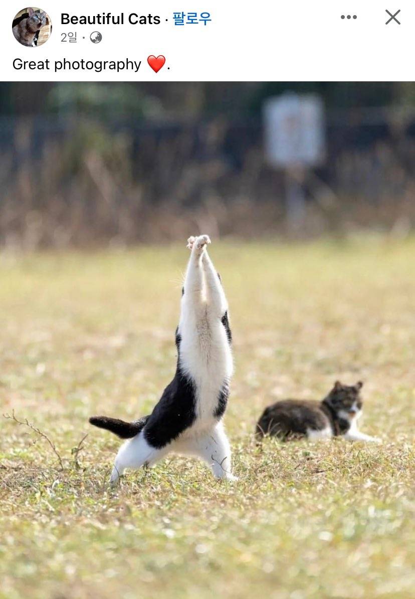 최근에 본 고양이 포즈 중 최고다 | 인스티즈