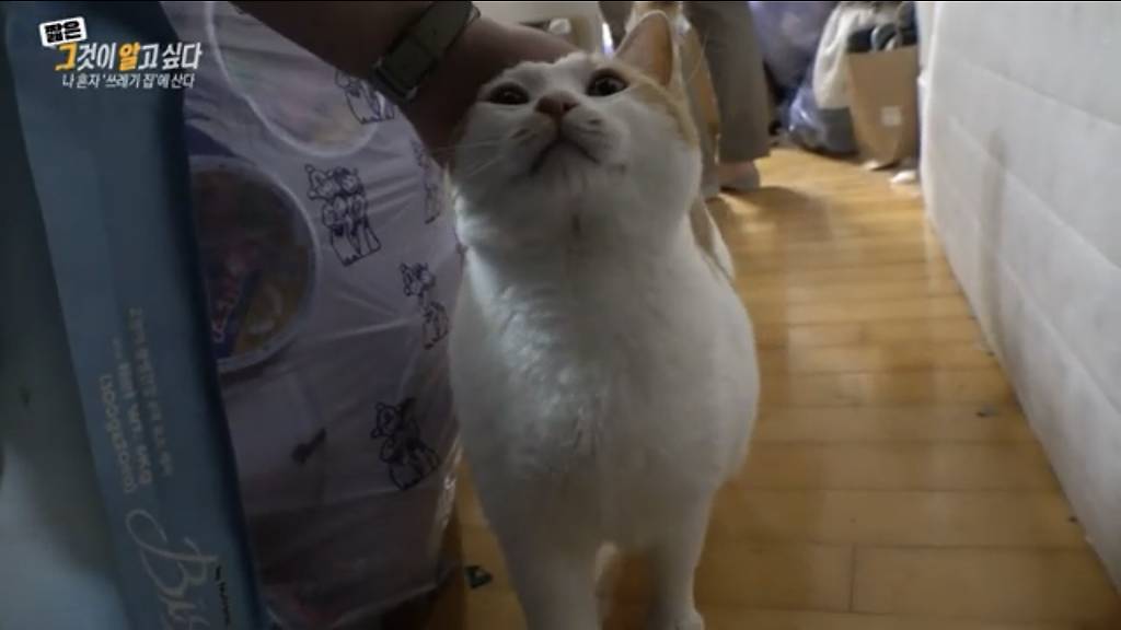(그알) 쓰레기집에 처음 방문한 제작진이 신기한 고양이 별이 | 인스티즈