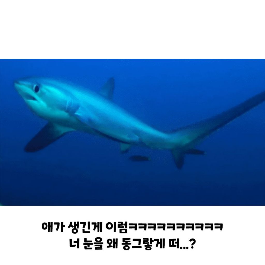 사람을 경멸하듯 쳐다보고 간다는 상어 | 인스티즈