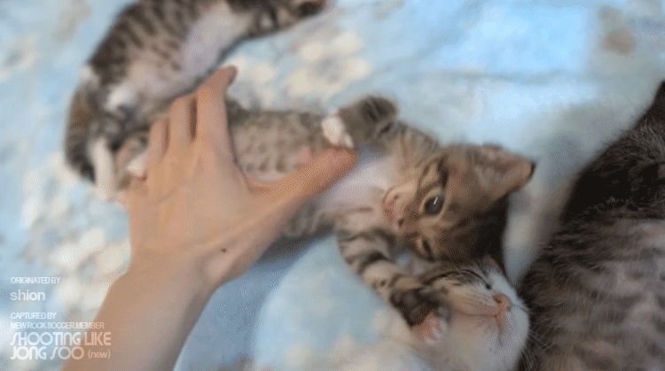 극한의 숙면을 취하는 아깽이들.gif | 인스티즈