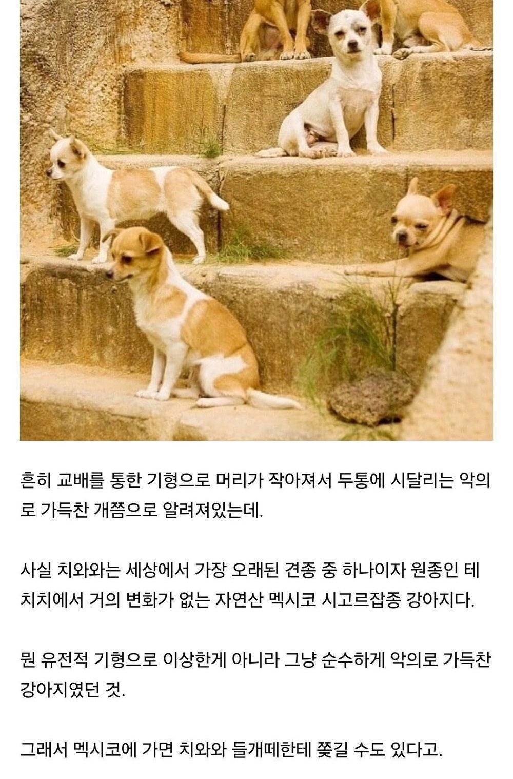 의외로 인간 잘못이 아니었던 견종 | 인스티즈