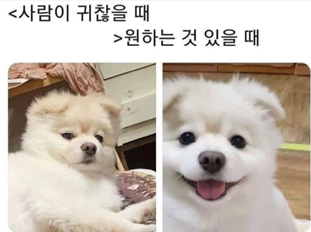 개 키우면 보이는 표정.jpg | 인스티즈