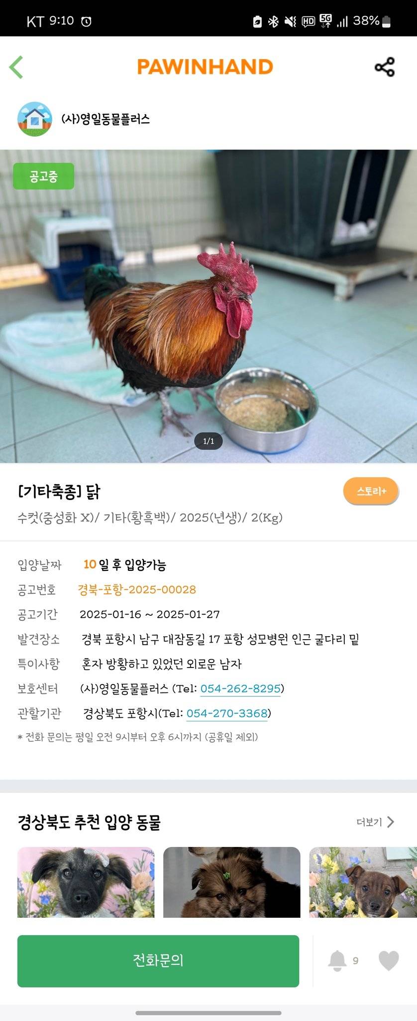 동물보호 센터에 들어온 숫닭이 sns덕분에 주인 할아버지에게 돌아간 사연 | 인스티즈