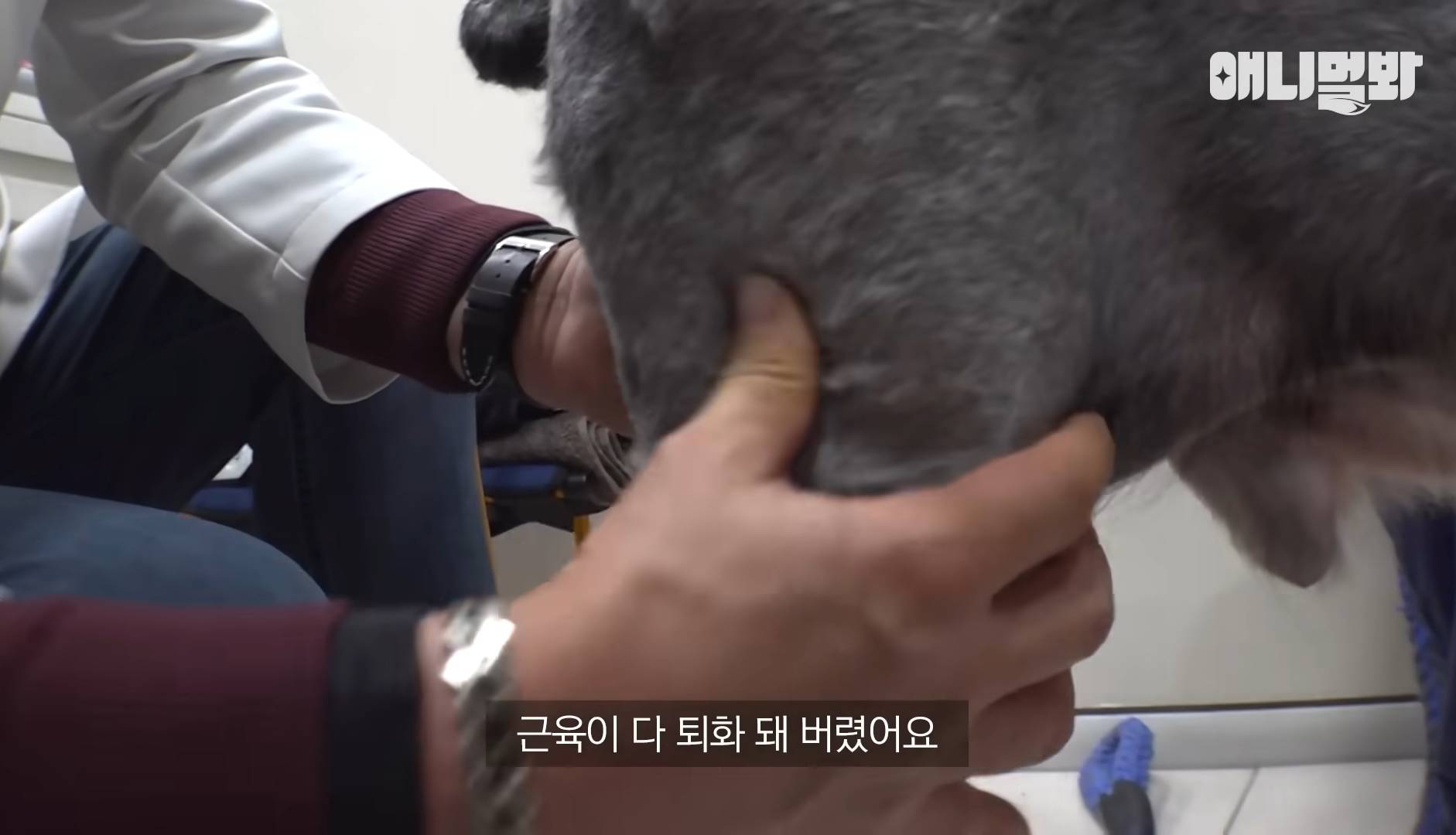 털로 뒤덮여서 걷지도 못하는데 케어한 거라는 견주 | 인스티즈