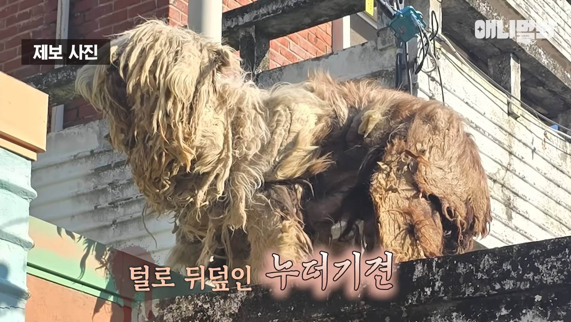 털로 뒤덮여서 걷지도 못하는데 케어한 거라는 견주 | 인스티즈