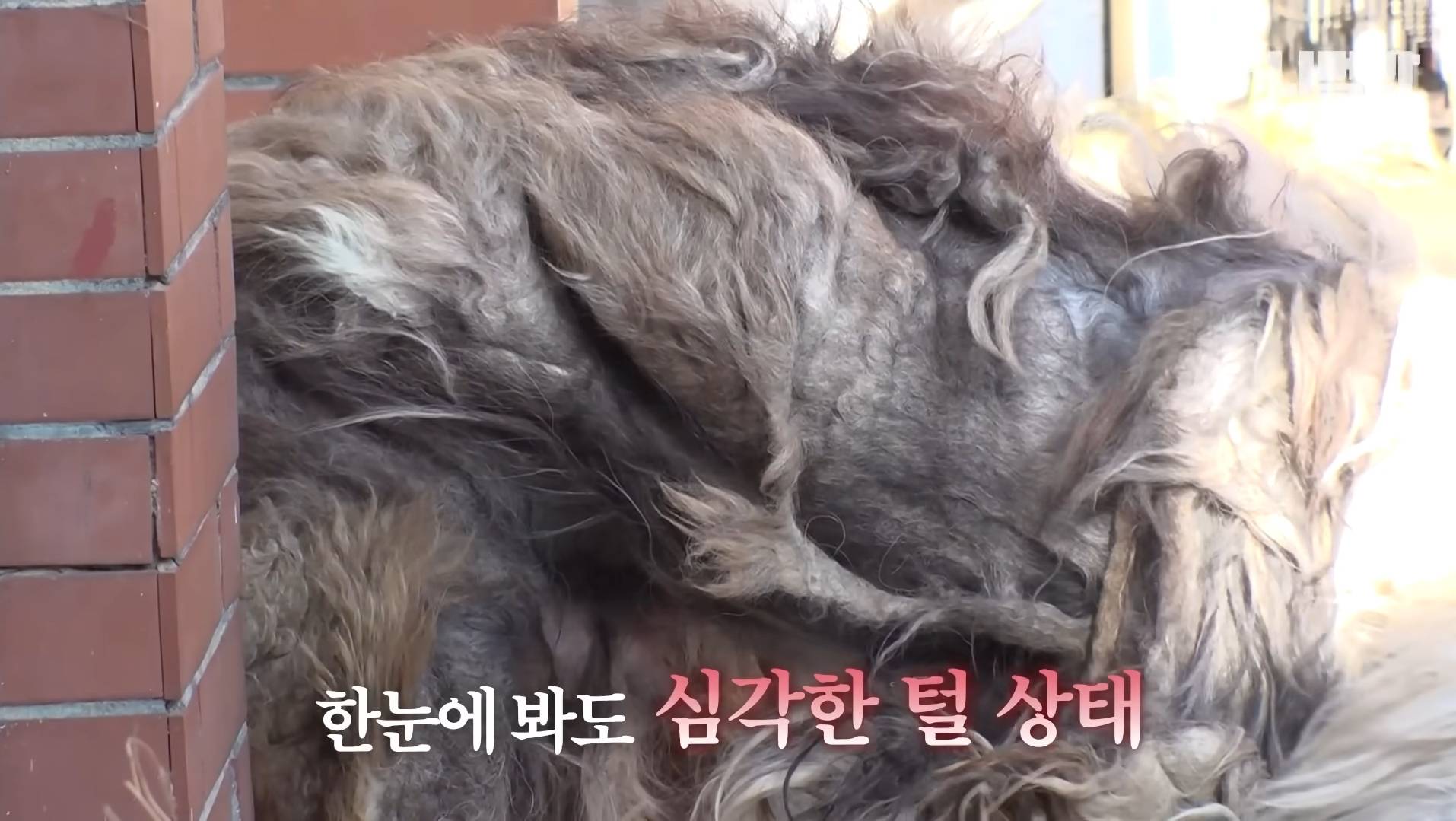 털로 뒤덮여서 걷지도 못하는데 케어한 거라는 견주 | 인스티즈