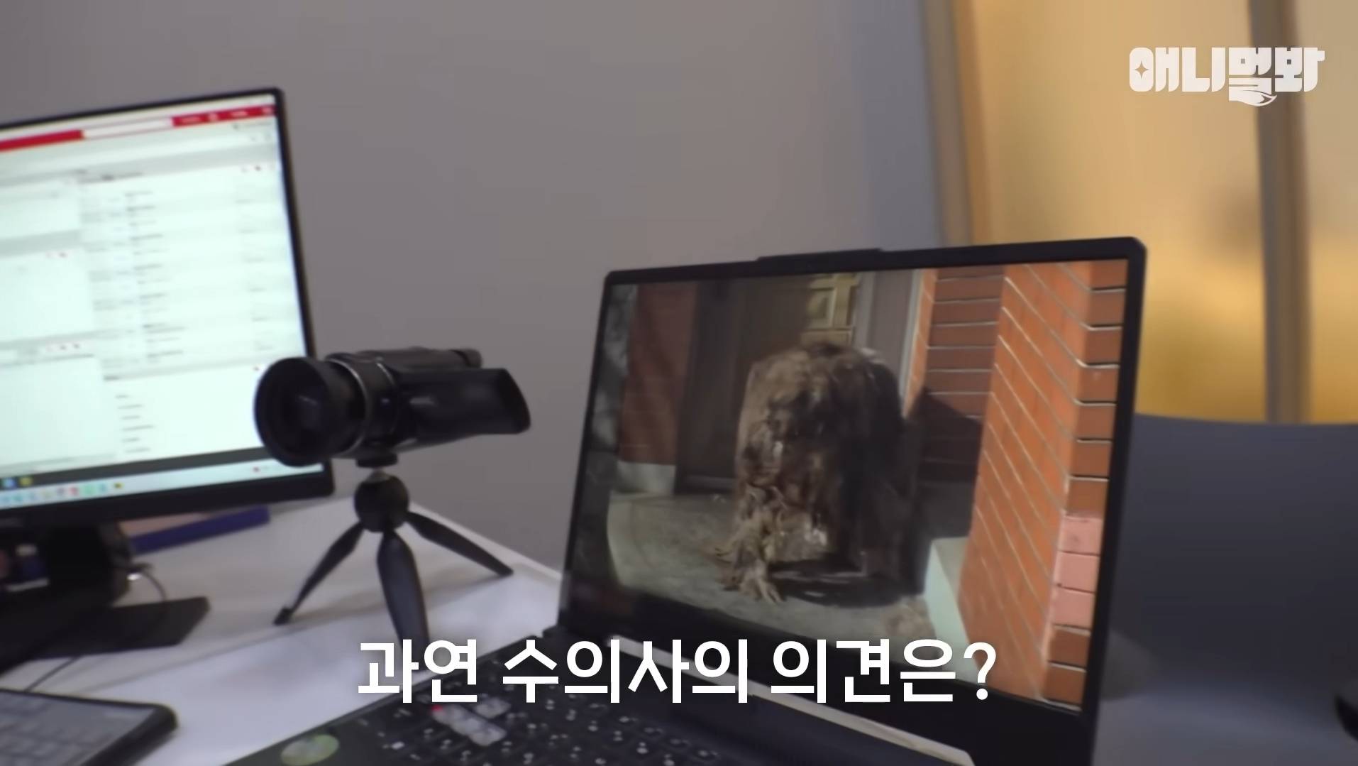 털로 뒤덮여서 걷지도 못하는데 케어한 거라는 견주 | 인스티즈