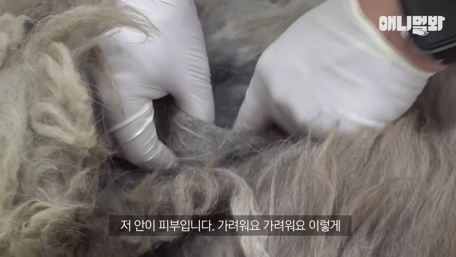 털로 뒤덮여서 걷지도 못하는데 케어한 거라는 견주 | 인스티즈