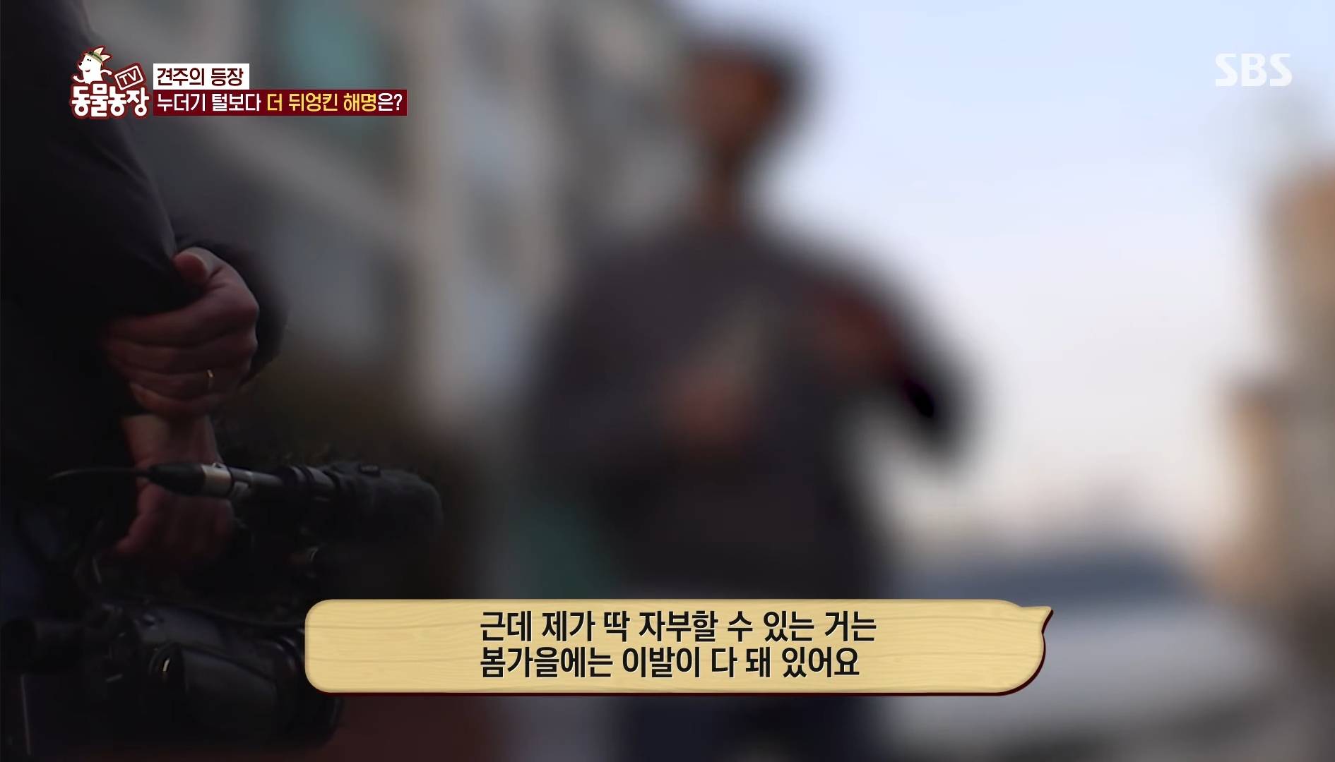 털로 뒤덮여서 걷지도 못하는데 케어한 거라는 견주 | 인스티즈