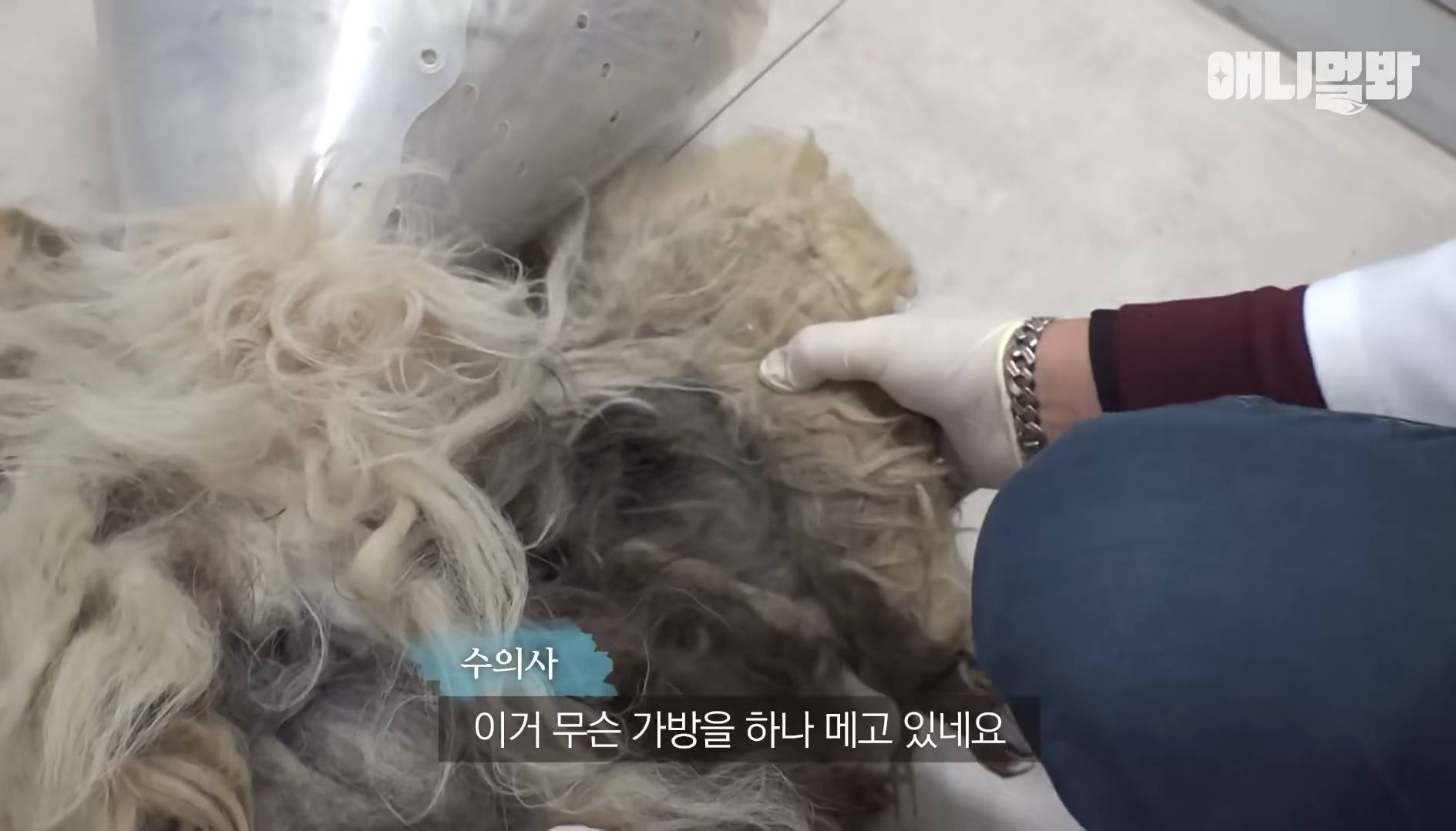 털로 뒤덮여서 걷지도 못하는데 케어한 거라는 견주 | 인스티즈