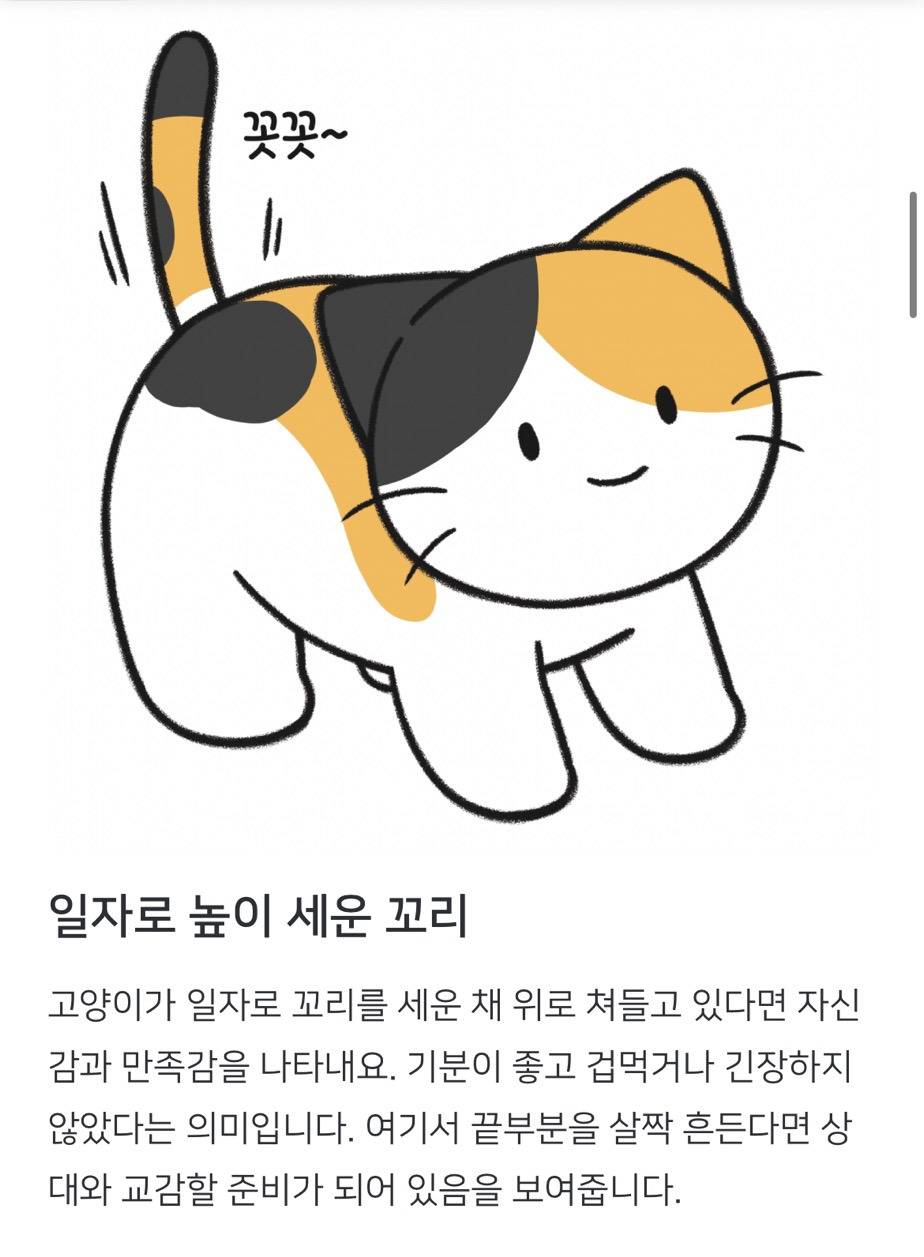 모르는... 어머님이랑... 처음 보는... 고양이 얘기 하고왔어 ㅋㅋㅋㅋㅋ | 인스티즈