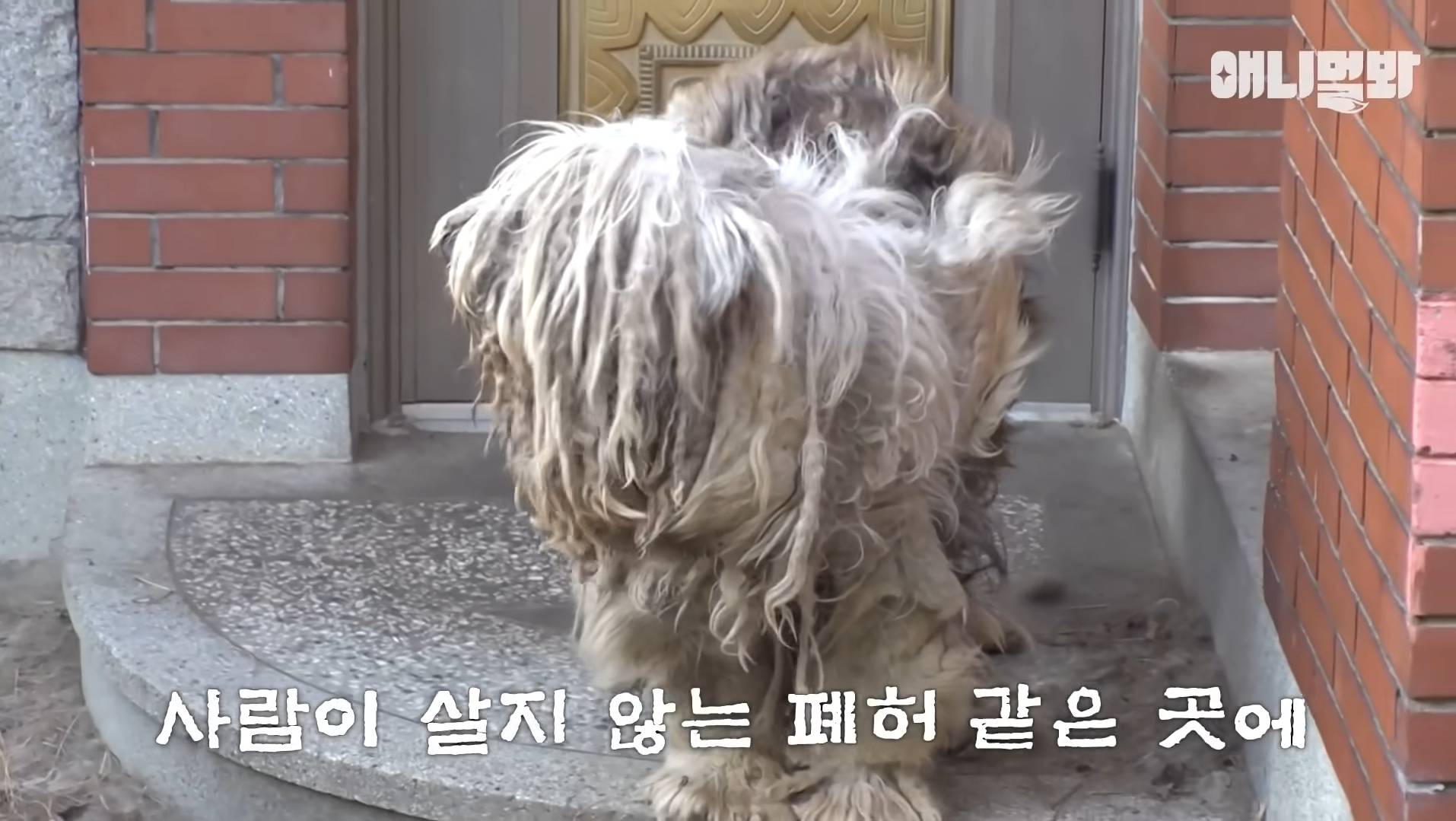 털로 뒤덮여서 걷지도 못하는데 케어한 거라는 견주 | 인스티즈