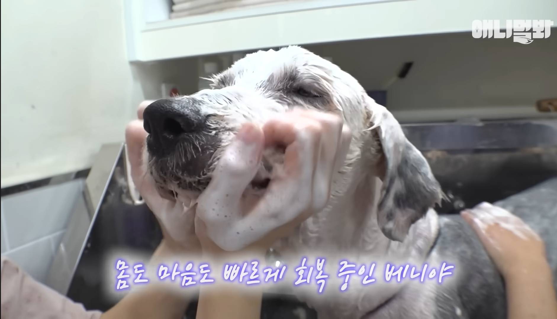 털로 뒤덮여서 걷지도 못하는데 케어한 거라는 견주 | 인스티즈
