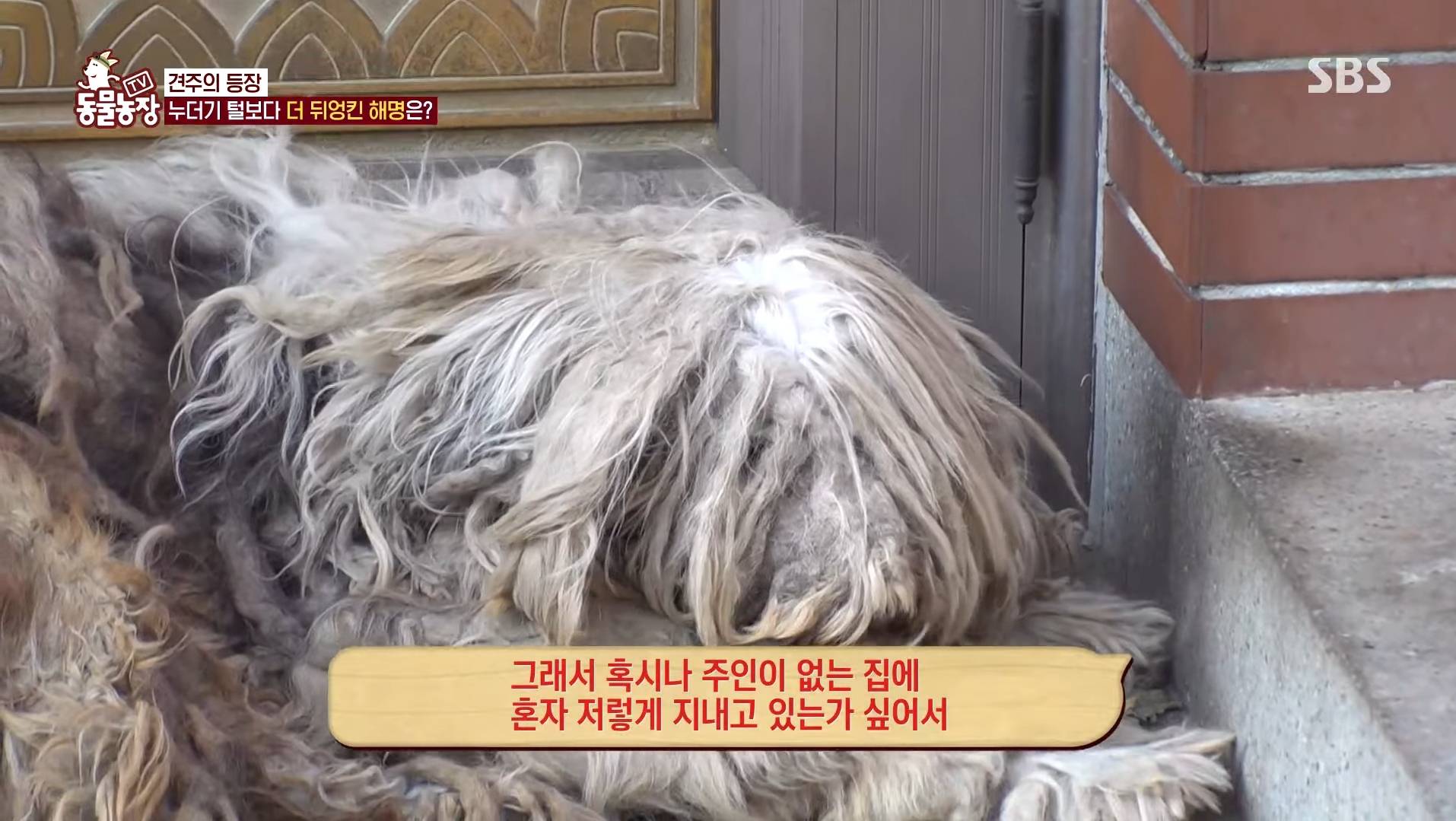털로 뒤덮여서 걷지도 못하는데 케어한 거라는 견주 | 인스티즈