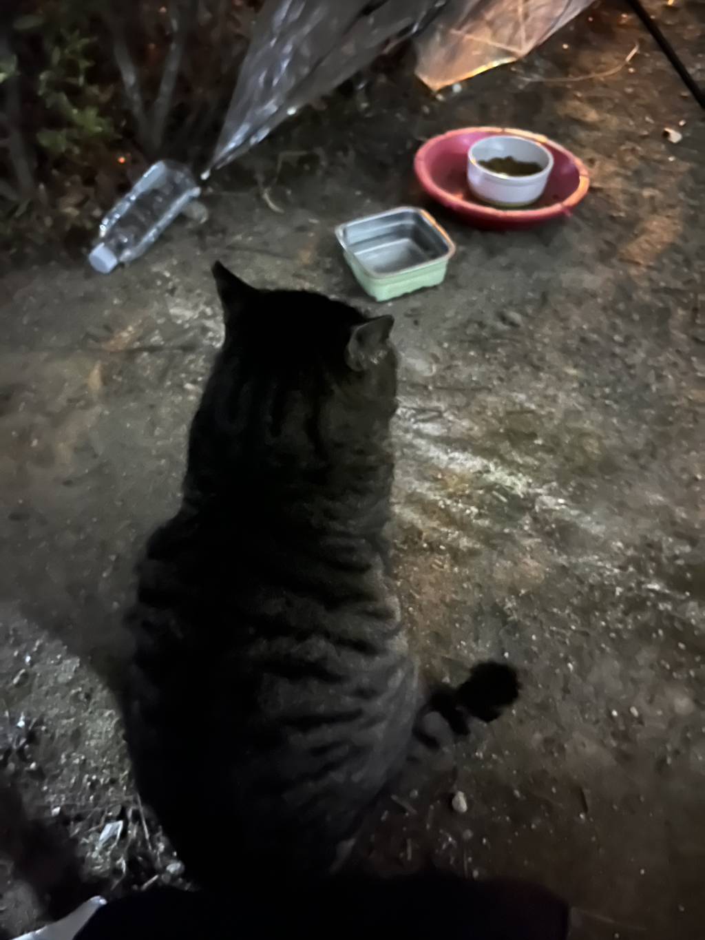 모르는... 어머님이랑... 처음 보는... 고양이 얘기 하고왔어 ㅋㅋㅋㅋㅋ | 인스티즈