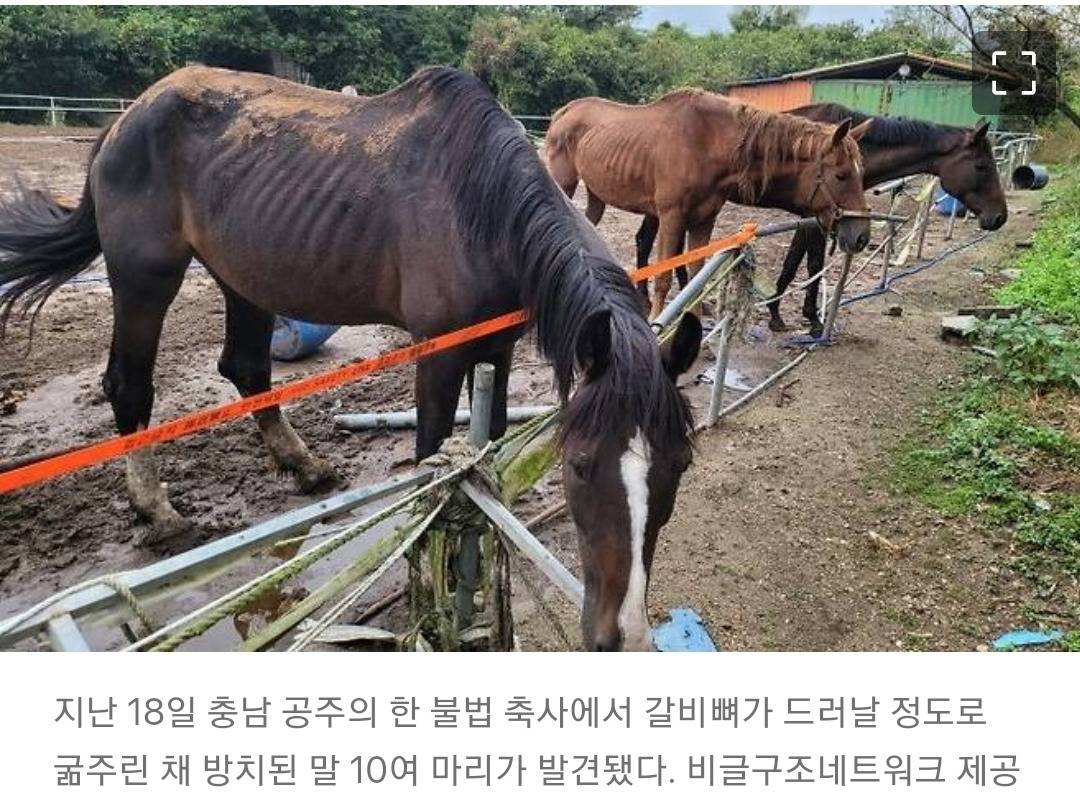 방치된 퇴역 경주마 18마리, 사체와 함께 발견…옆엔 전기톱도 | 인스티즈