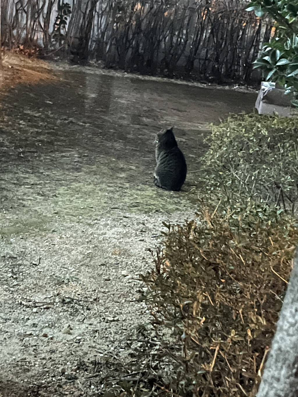 모르는... 어머님이랑... 처음 보는... 고양이 얘기 하고왔어 ㅋㅋㅋㅋㅋ | 인스티즈