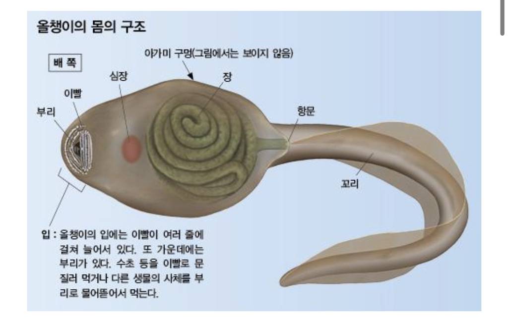 💚청개구리 키우면서 알게된 TMI💚 | 인스티즈