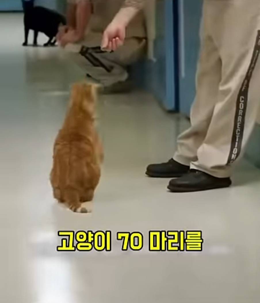 교도소에 고양이 70마리를 풀어 놓았더니 생긴 일 | 인스티즈