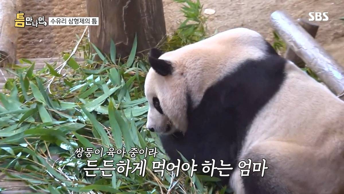 [틈만나면] 에버랜드가서 판다 구경 하고 판다 인형 사는 유재석 김종민 김대명.jpg | 인스티즈