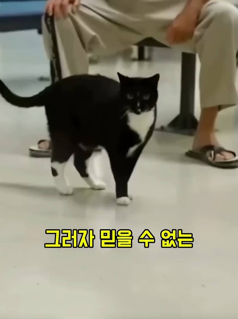 교도소에 고양이 70마리를 풀어 놓았더니 생긴 일 | 인스티즈