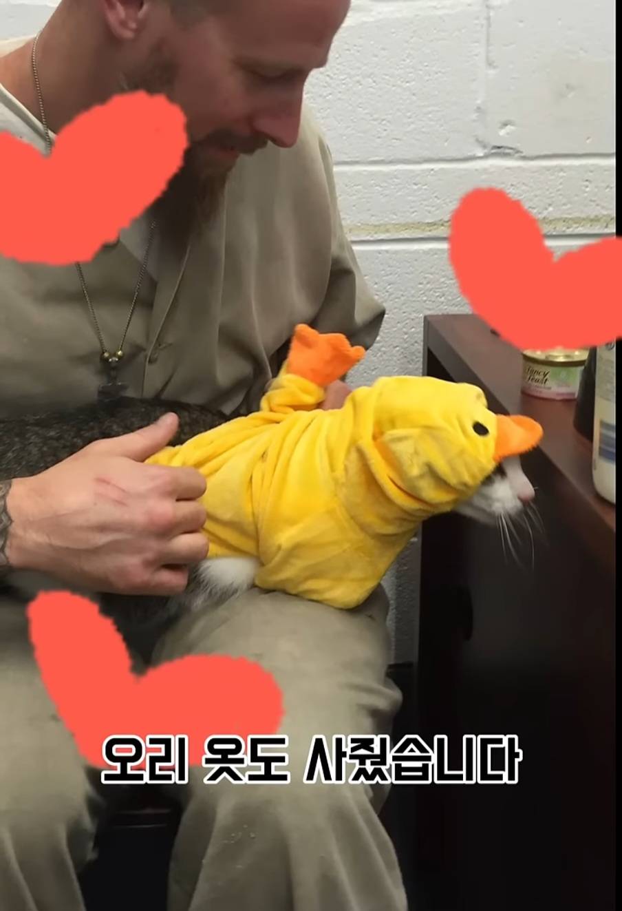 교도소에 고양이 70마리를 풀어 놓았더니 생긴 일 | 인스티즈