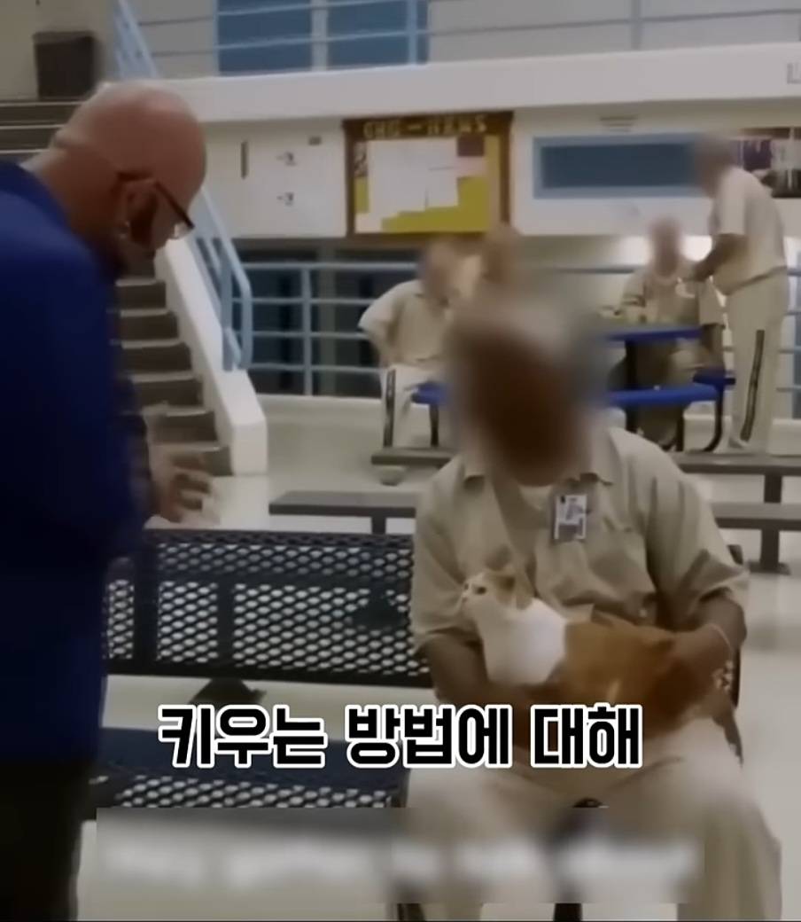 교도소에 고양이 70마리를 풀어 놓았더니 생긴 일 | 인스티즈