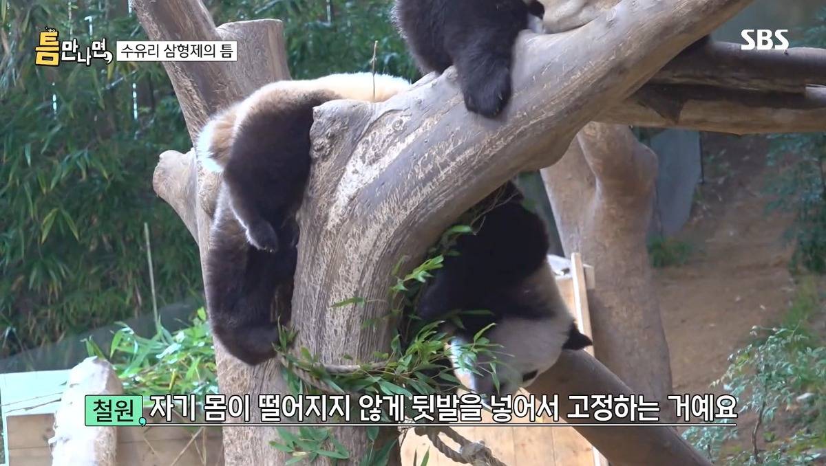 [틈만나면] 에버랜드가서 판다 구경 하고 판다 인형 사는 유재석 김종민 김대명.jpg | 인스티즈