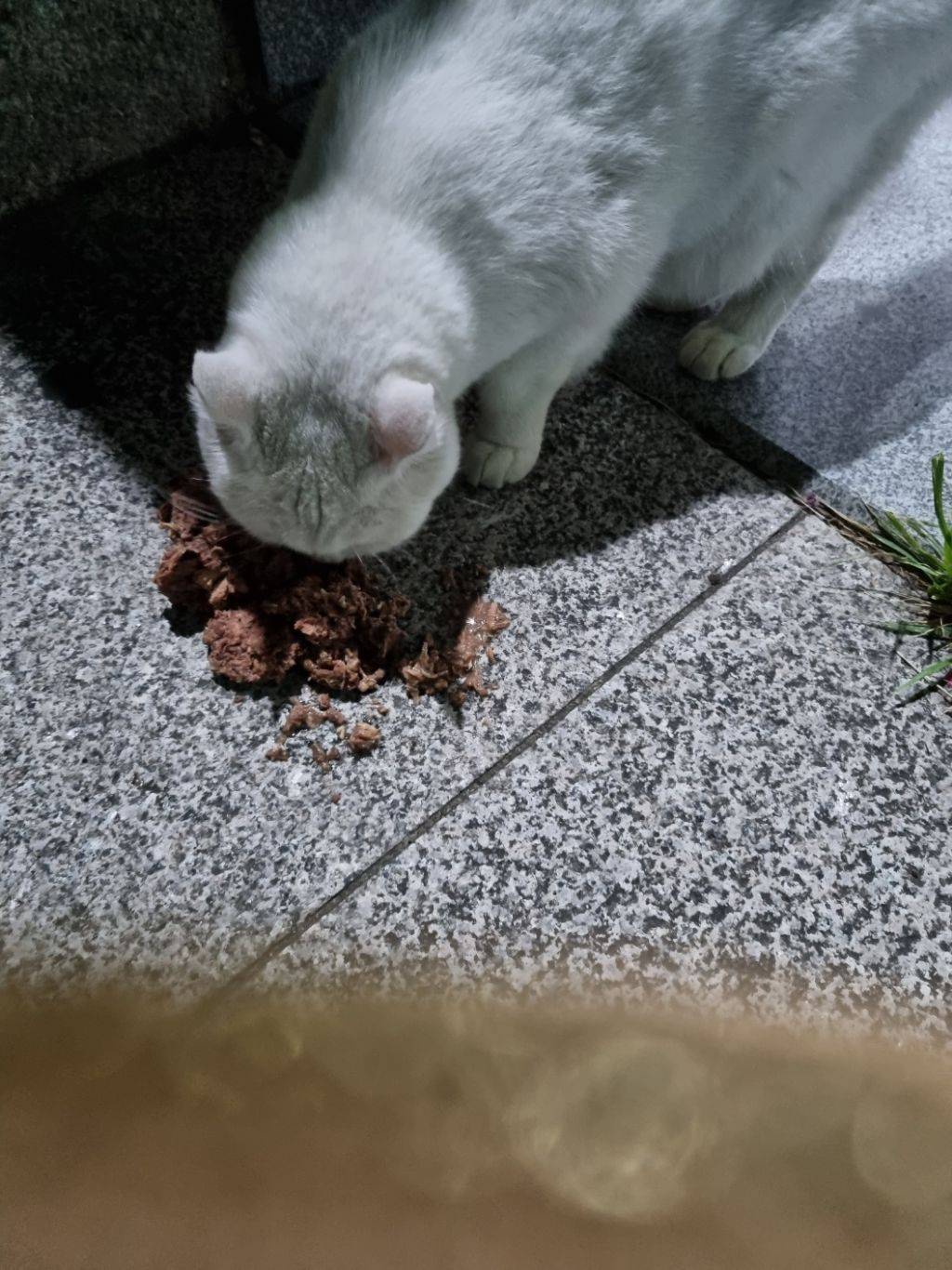 울 엄마 고양이 안좋아하는데 방금 넘 귀여운일 있었어ㅋㅋㅋㅋㅋㅋ | 인스티즈