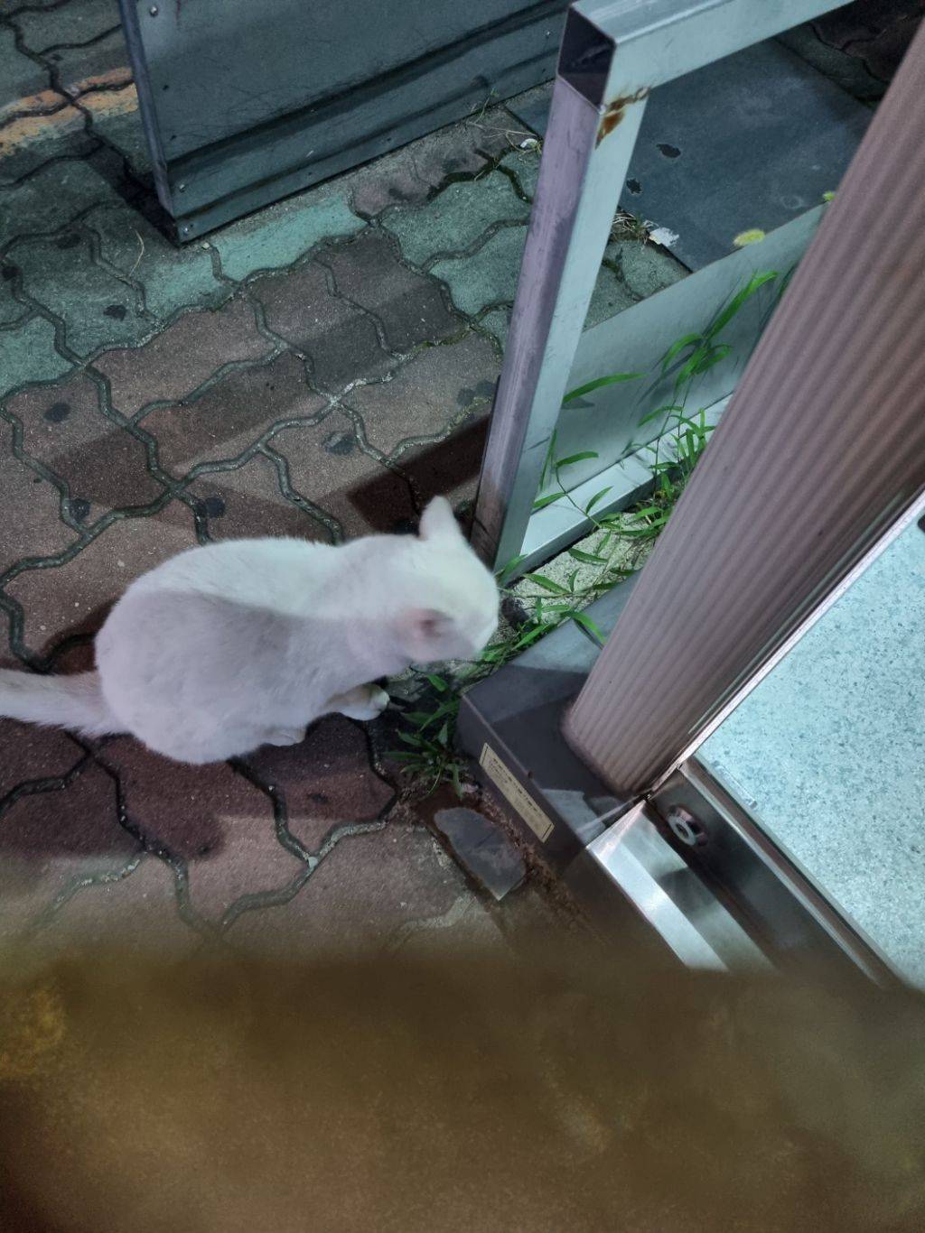 울 엄마 고양이 안좋아하는데 방금 넘 귀여운일 있었어ㅋㅋㅋㅋㅋㅋ | 인스티즈
