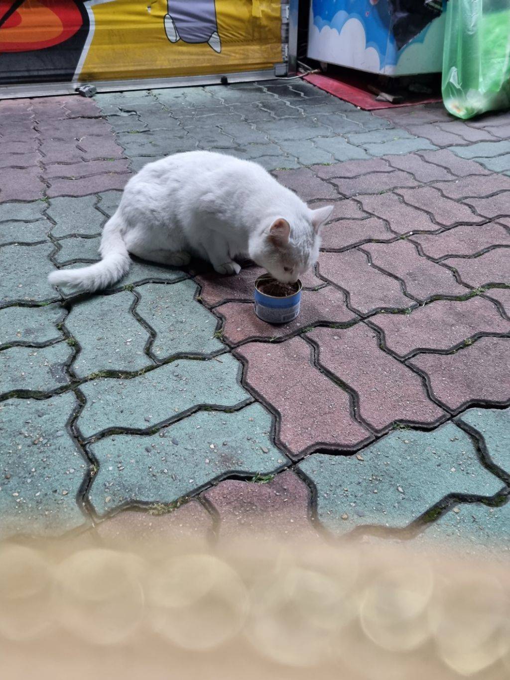 울 엄마 고양이 안좋아하는데 방금 넘 귀여운일 있었어ㅋㅋㅋㅋㅋㅋ | 인스티즈