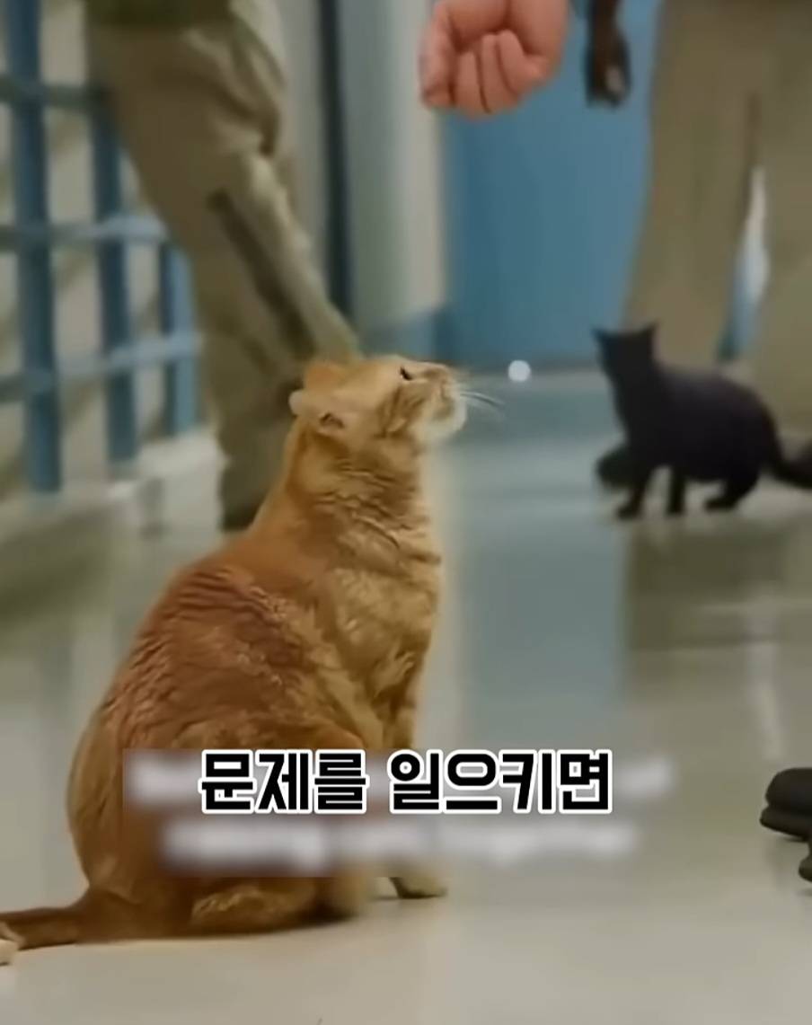 교도소에 고양이 70마리를 풀어 놓았더니 생긴 일 | 인스티즈