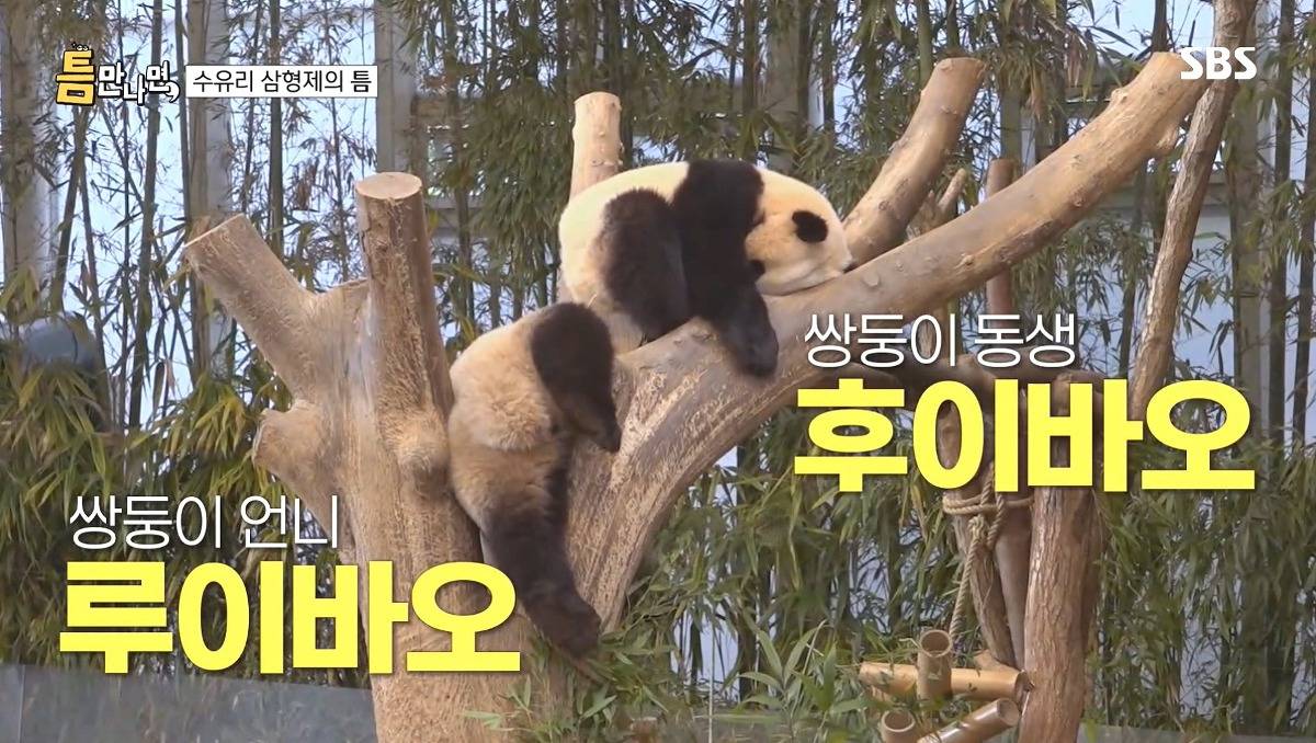 [틈만나면] 에버랜드가서 판다 구경 하고 판다 인형 사는 유재석 김종민 김대명.jpg | 인스티즈