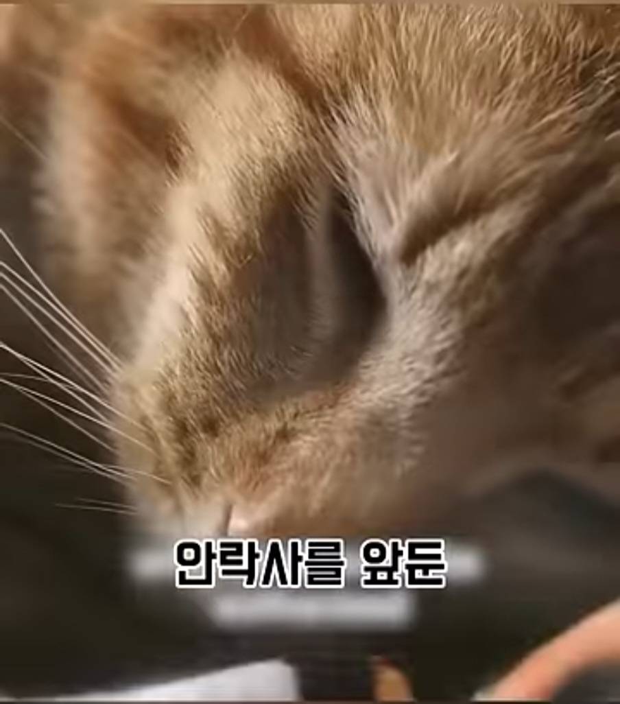 교도소에 고양이 70마리를 풀어 놓았더니 생긴 일 | 인스티즈