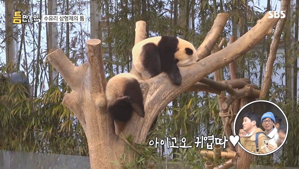 [틈만나면] 에버랜드가서 판다 구경 하고 판다 인형 사는 유재석 김종민 김대명.jpg | 인스티즈