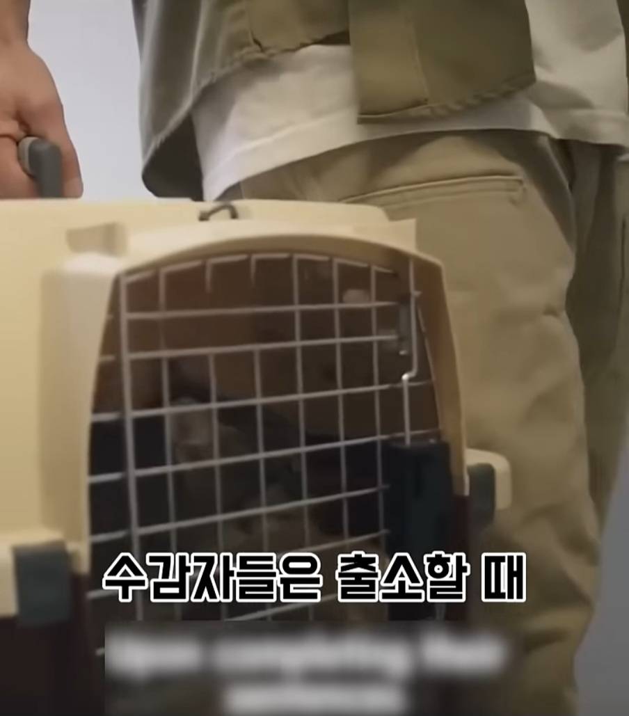 교도소에 고양이 70마리를 풀어 놓았더니 생긴 일 | 인스티즈