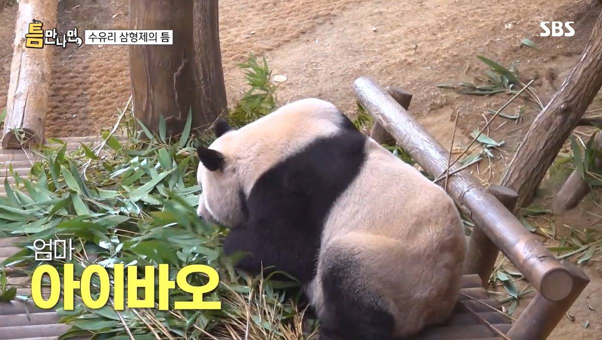 [틈만나면] 에버랜드가서 판다 구경 하고 판다 인형 사는 유재석 김종민 김대명.jpg | 인스티즈