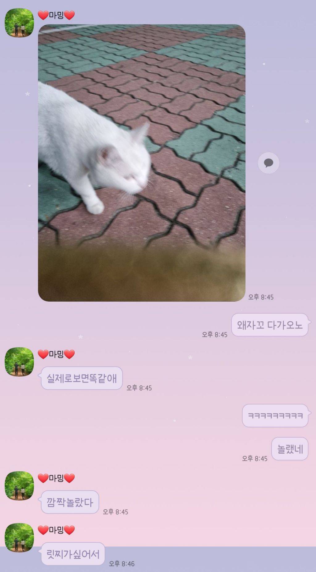 울 엄마 고양이 안좋아하는데 방금 넘 귀여운일 있었어ㅋㅋㅋㅋㅋㅋ | 인스티즈