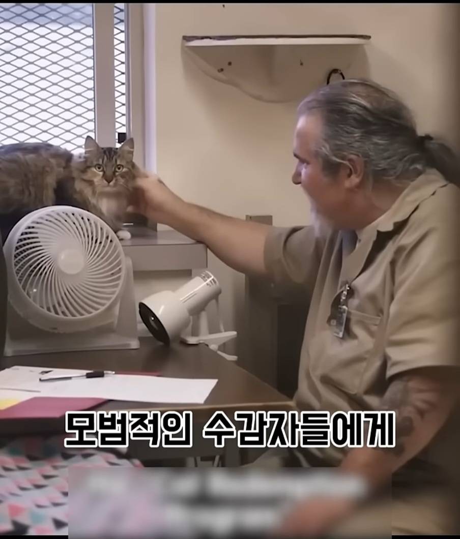 교도소에 고양이 70마리를 풀어 놓았더니 생긴 일 | 인스티즈