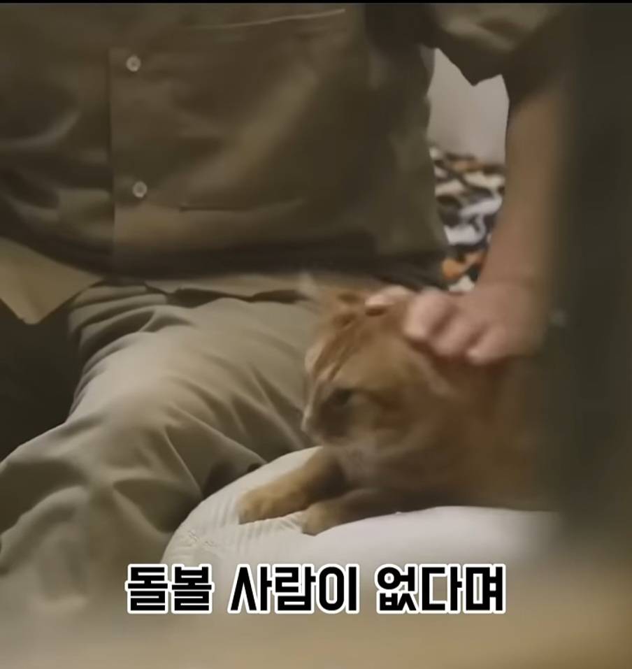 교도소에 고양이 70마리를 풀어 놓았더니 생긴 일 | 인스티즈