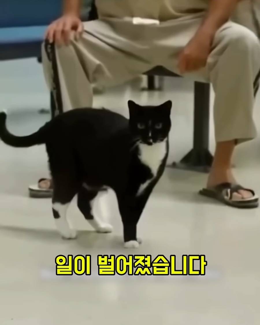 교도소에 고양이 70마리를 풀어 놓았더니 생긴 일 | 인스티즈