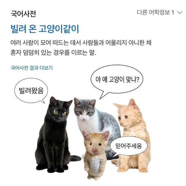 빌려 온 고양이같이 | 인스티즈
