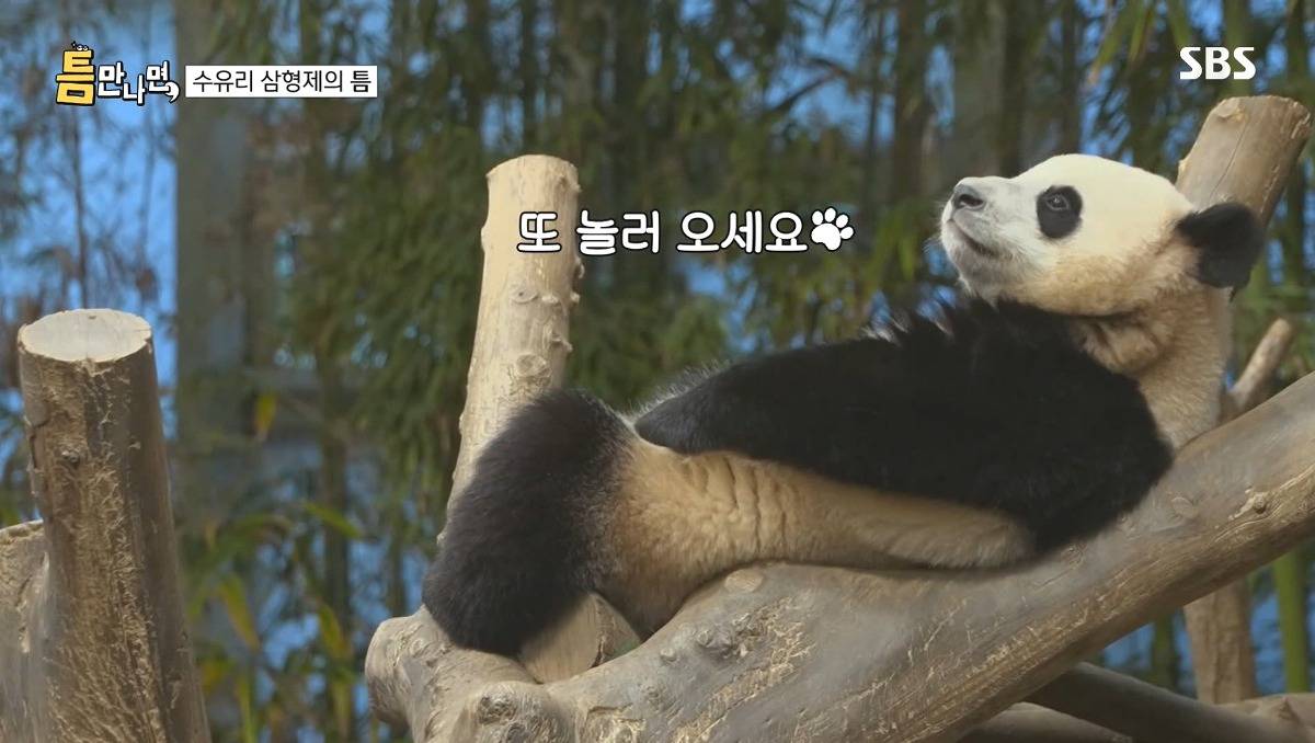 [틈만나면] 에버랜드가서 판다 구경 하고 판다 인형 사는 유재석 김종민 김대명.jpg | 인스티즈