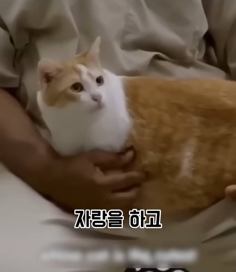 교도소에 고양이 70마리를 풀어 놓았더니 생긴 일 | 인스티즈