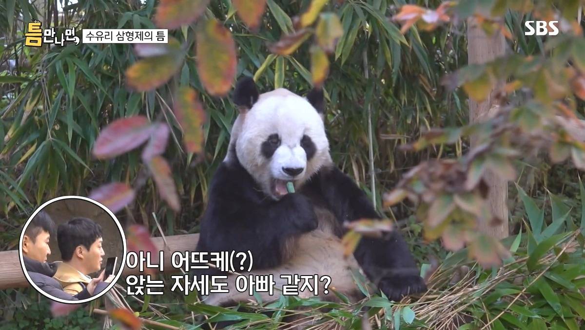 [틈만나면] 에버랜드가서 판다 구경 하고 판다 인형 사는 유재석 김종민 김대명.jpg | 인스티즈