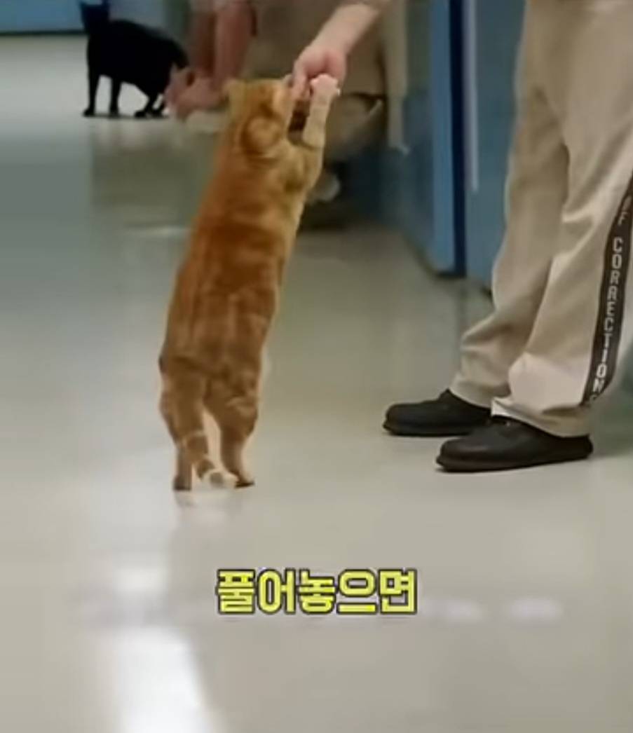 교도소에 고양이 70마리를 풀어 놓았더니 생긴 일 | 인스티즈