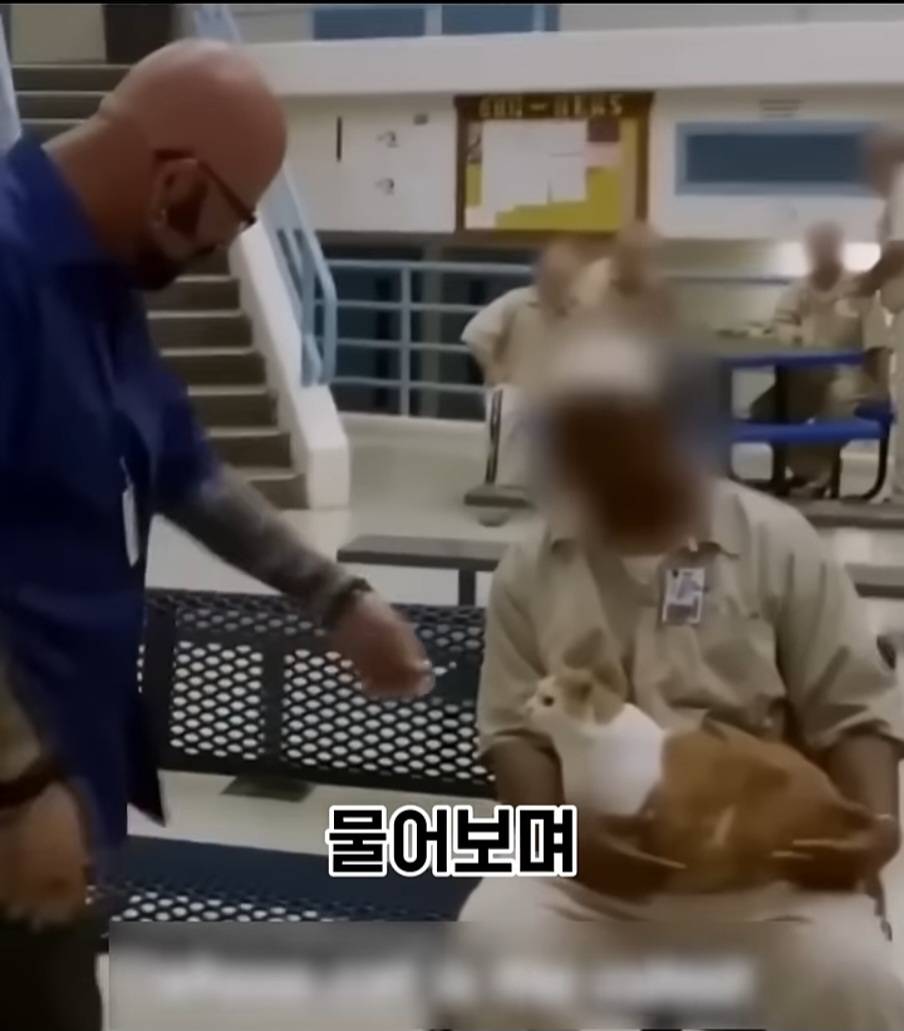 교도소에 고양이 70마리를 풀어 놓았더니 생긴 일 | 인스티즈